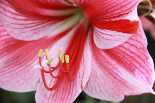 rd_amaryllis_008