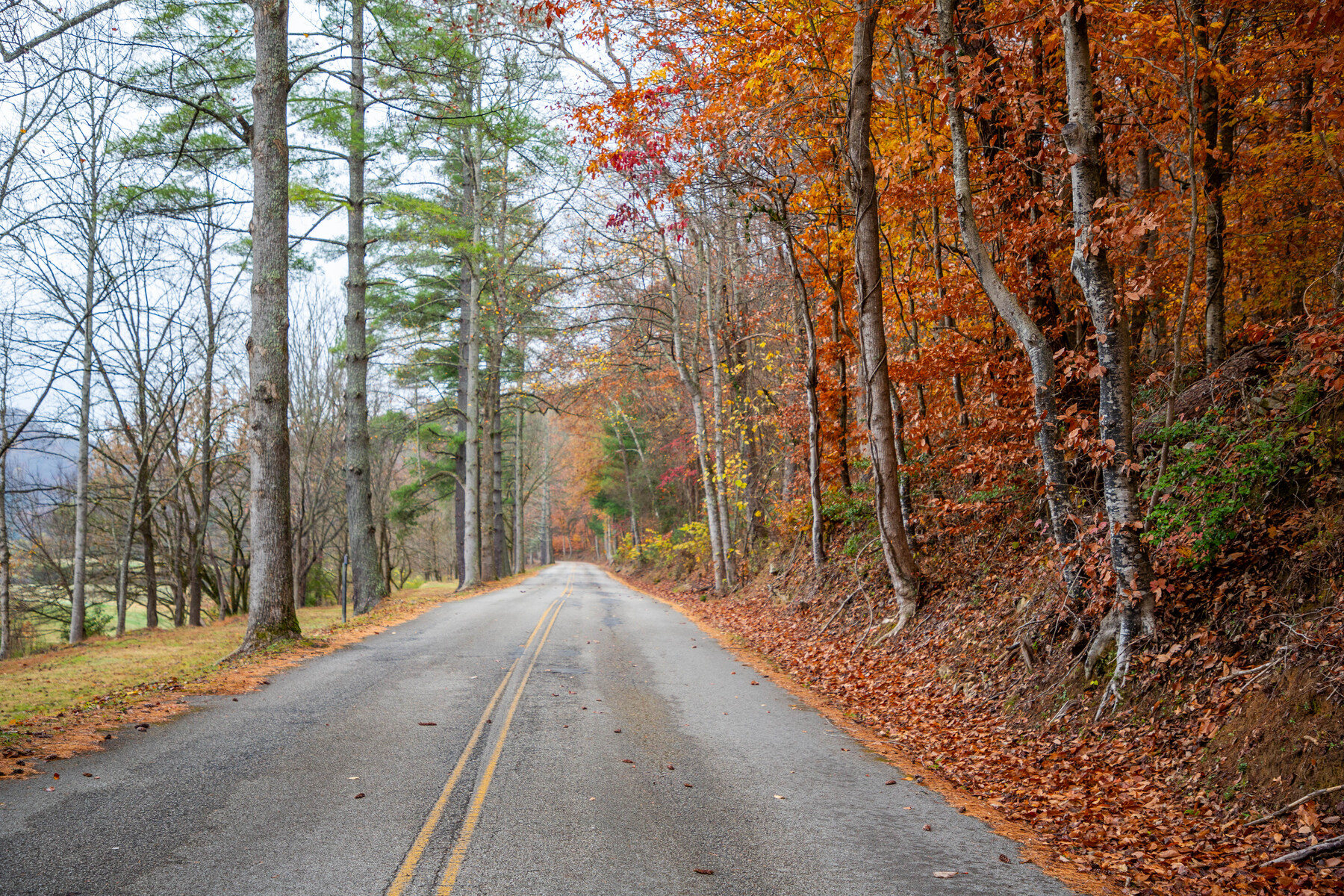 fall road