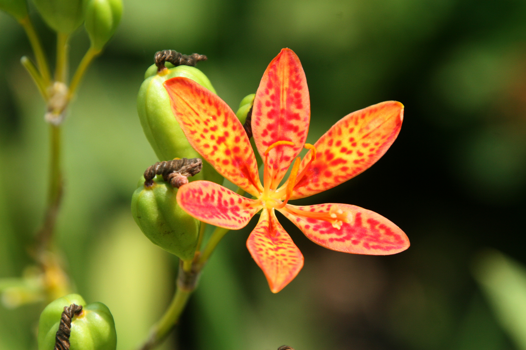 orange flower