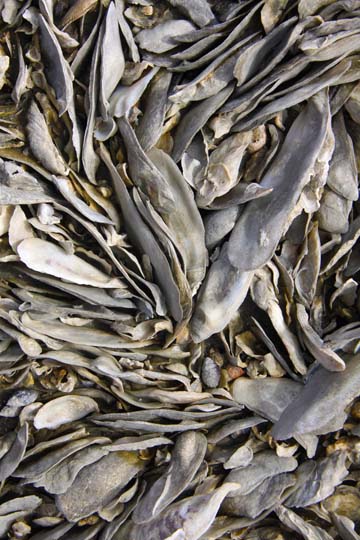 Oysterbeds up close 051