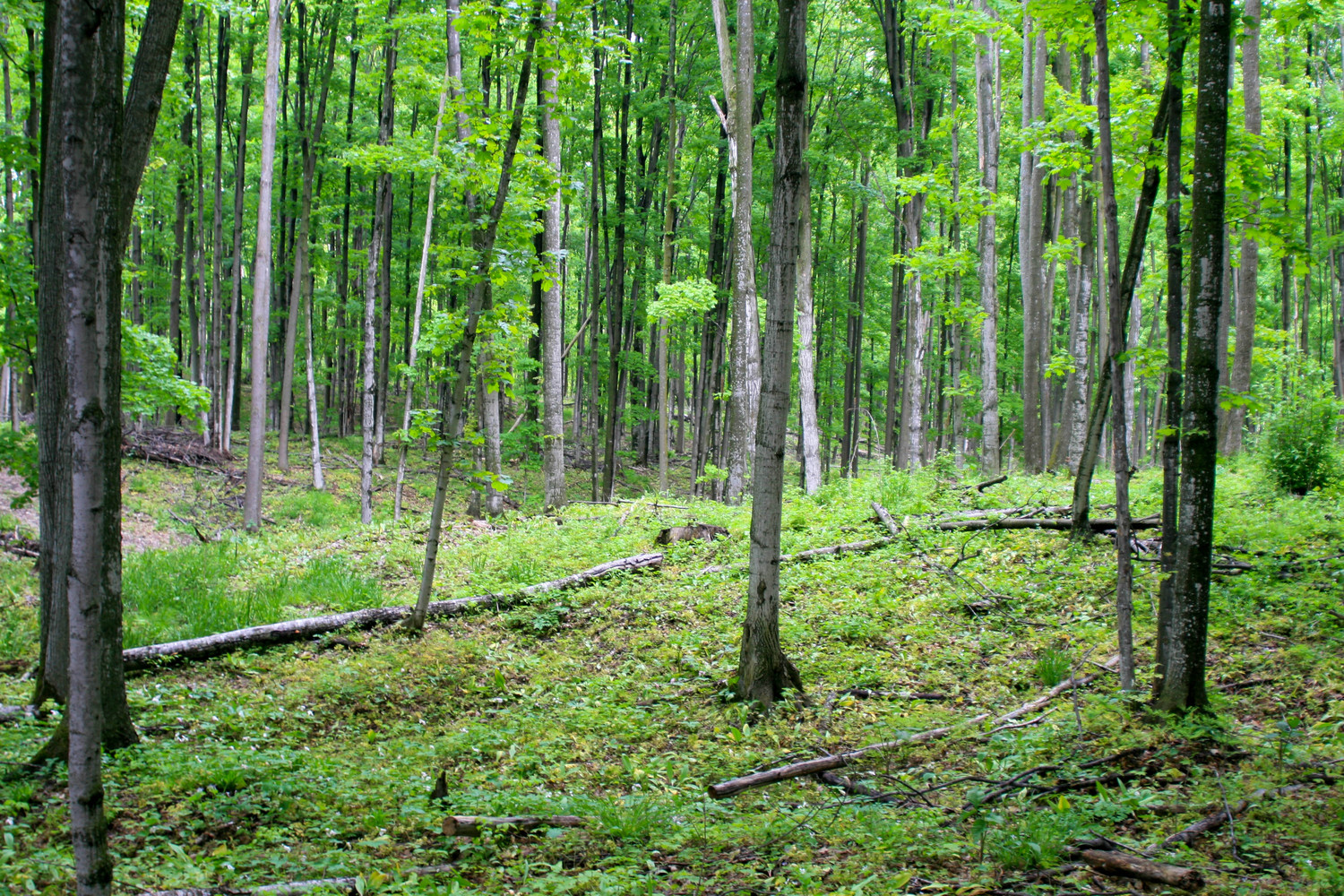 torch lake woods