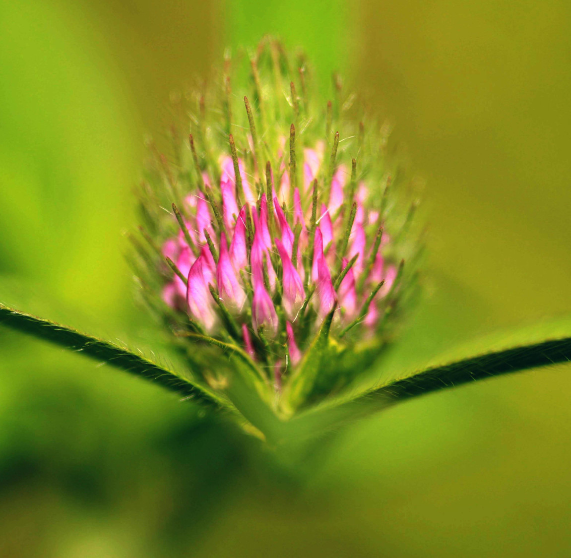 the sweet clover