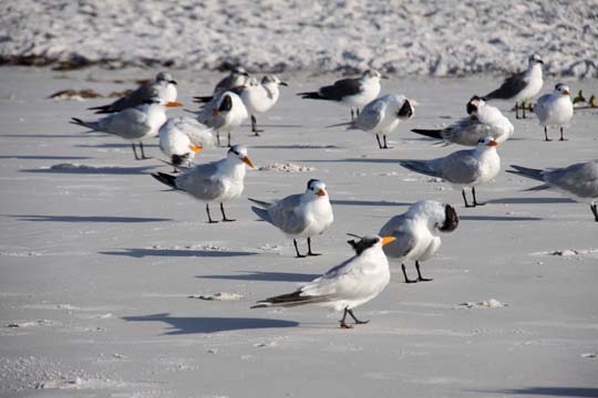 gallery animals birds