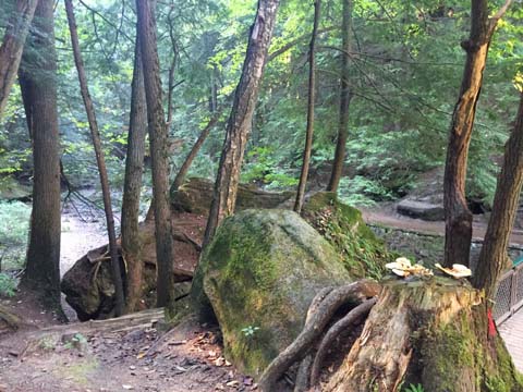 oh_overlooking the creekbed_048