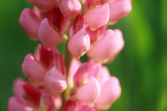 pin_Lupine_0008