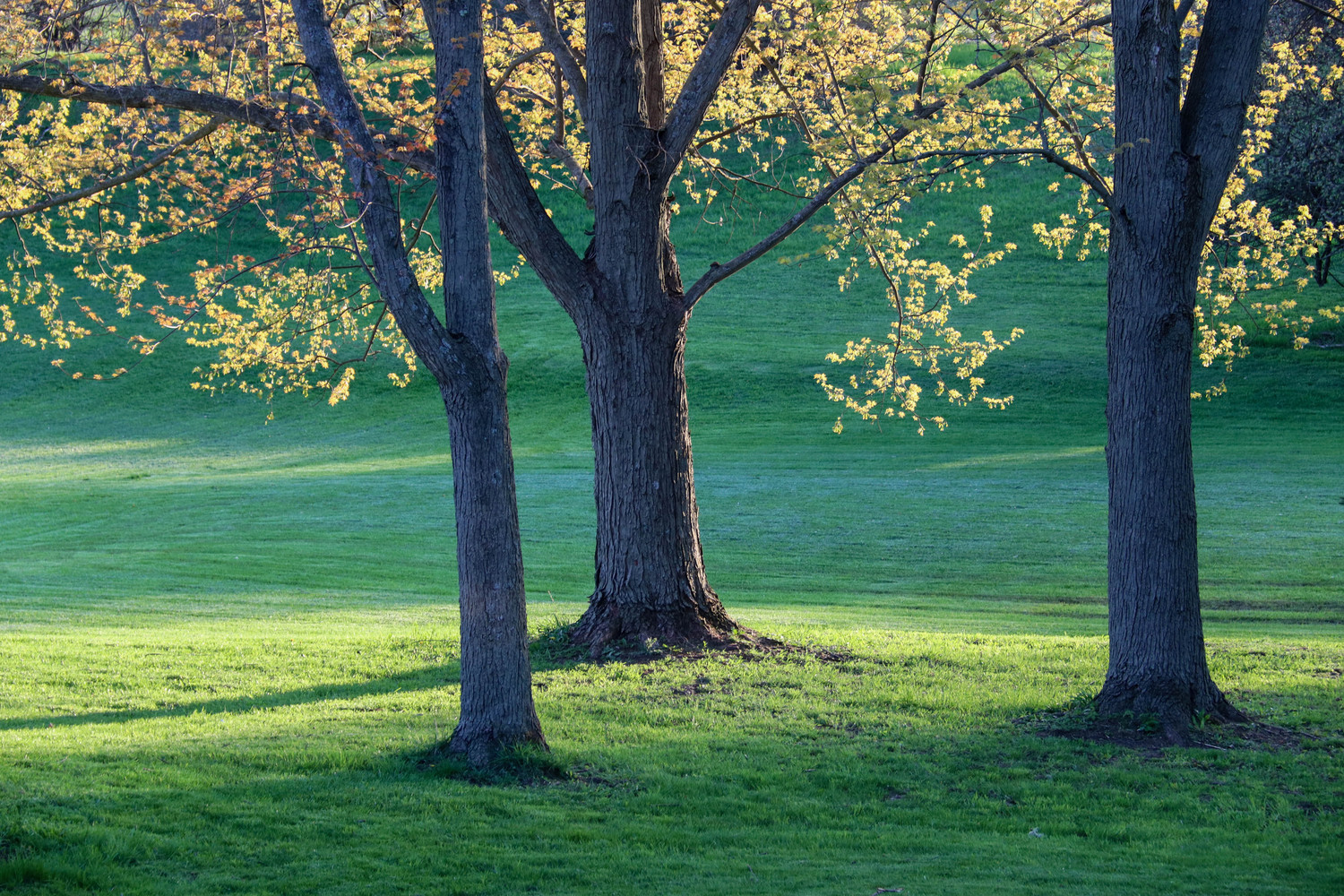 Glenns trees