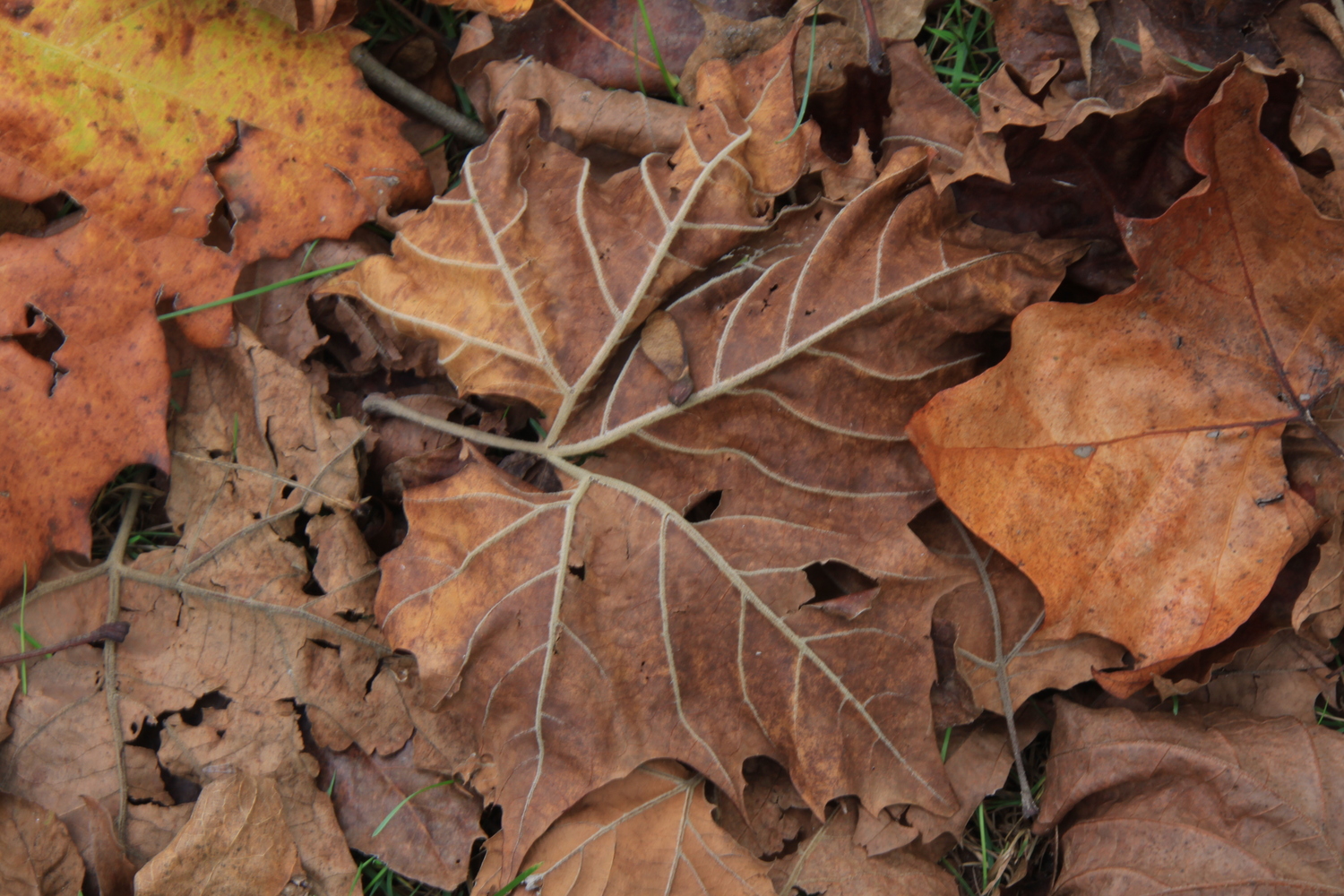 maple leaves