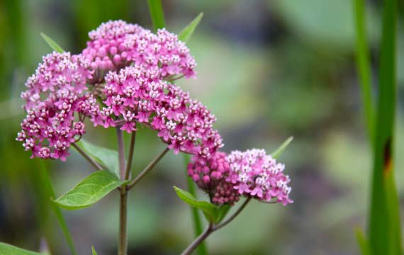 bpu_Marsh flower_016