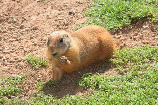 3_ro_prarie dog494