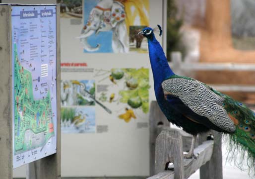 3_bi_Reading Peacock_0151