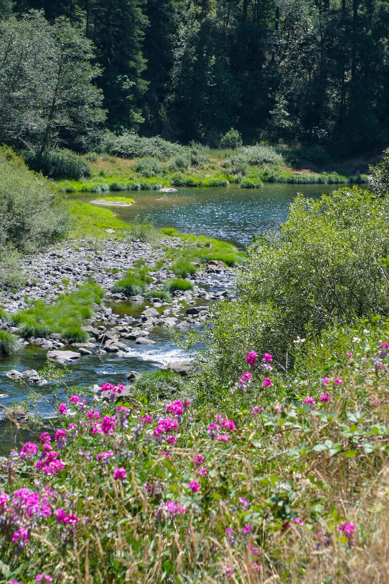 Washington State meadow