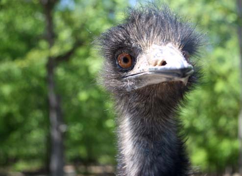 3_bi_emu_ 134