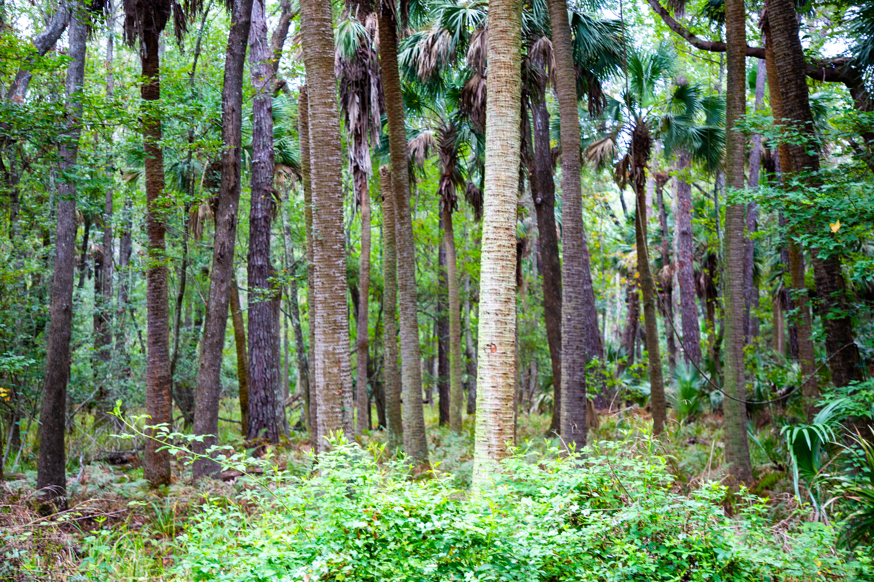 thick forest