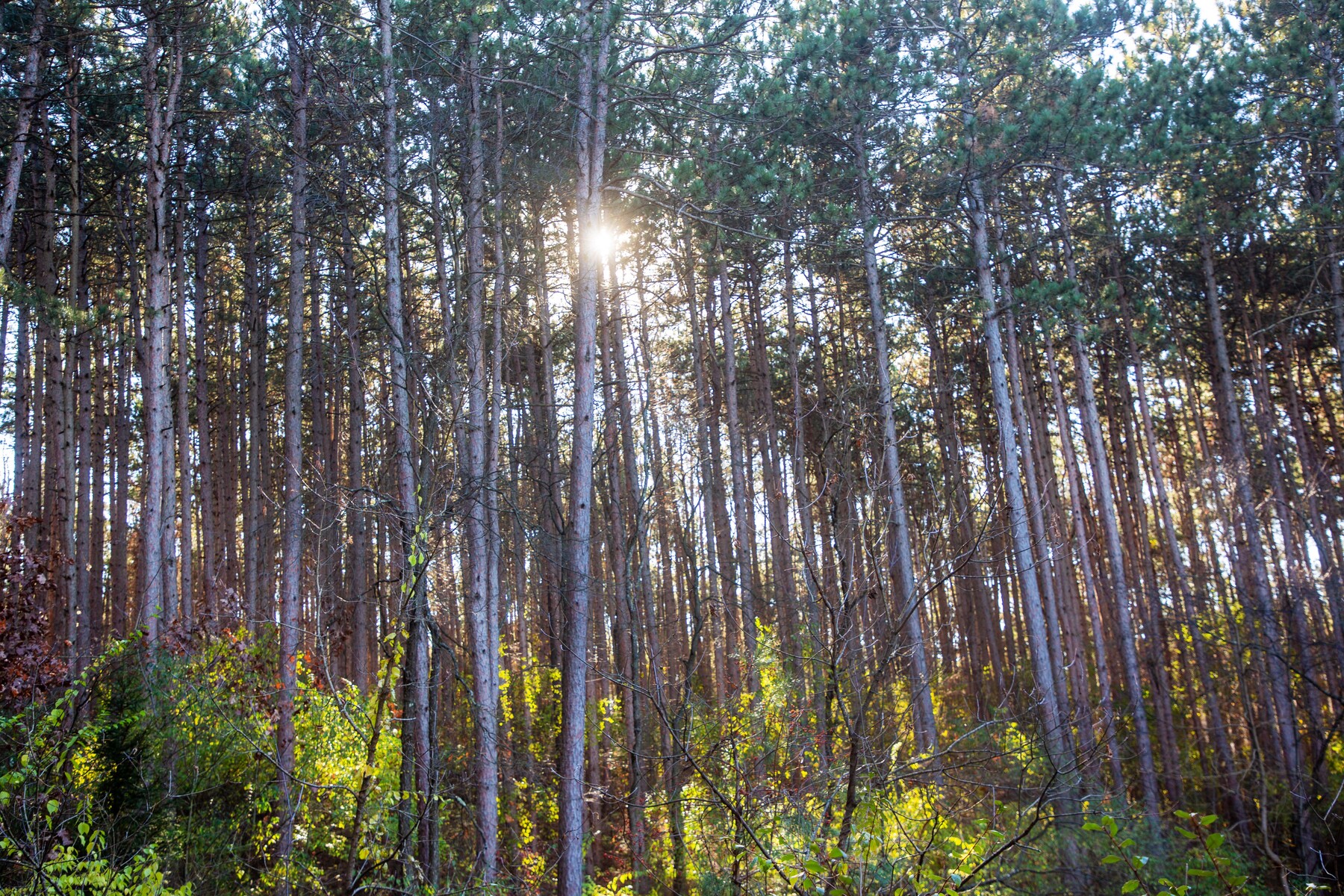 Stinchfield canopy