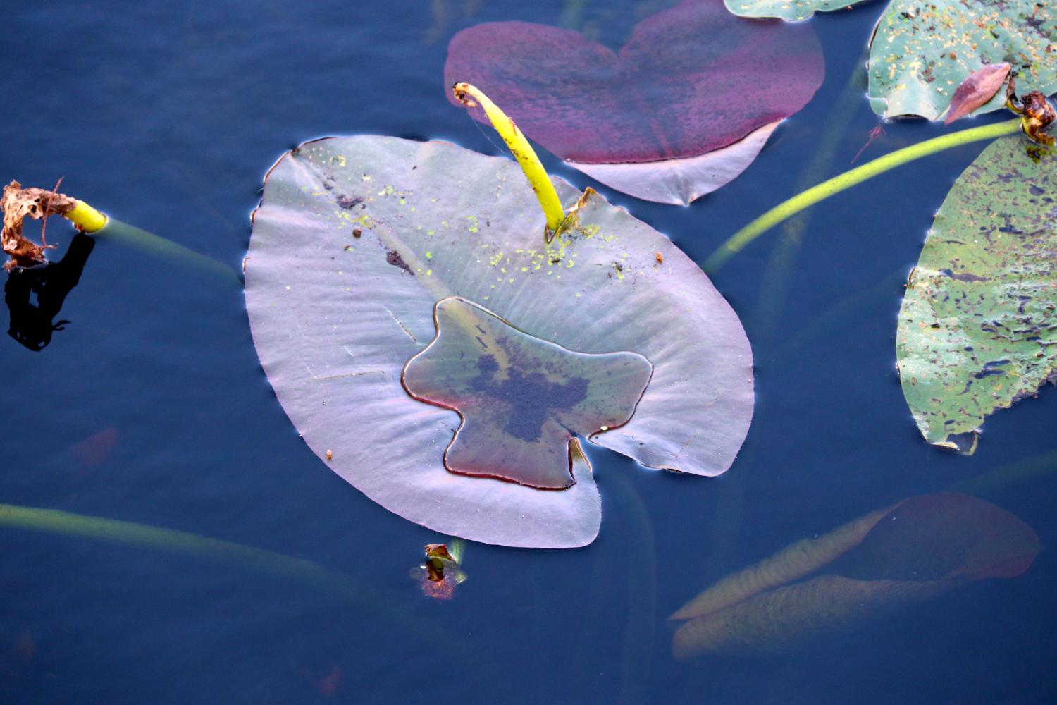 puddled lilypad_084