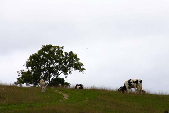 va_Cows in the morning_ 028