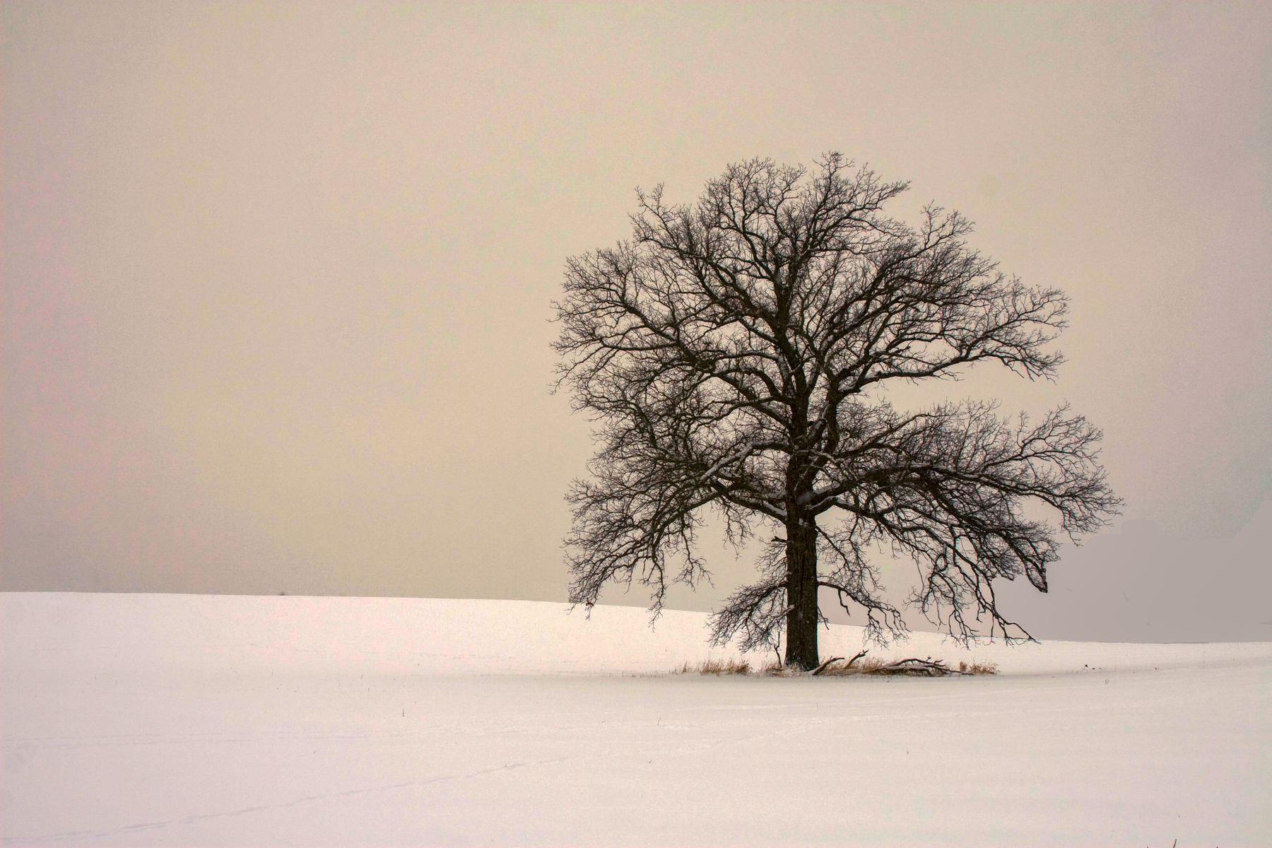 Dexter tree in winter