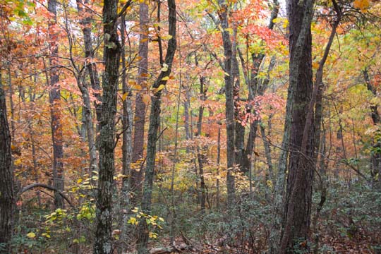 landscape-south-north carolina