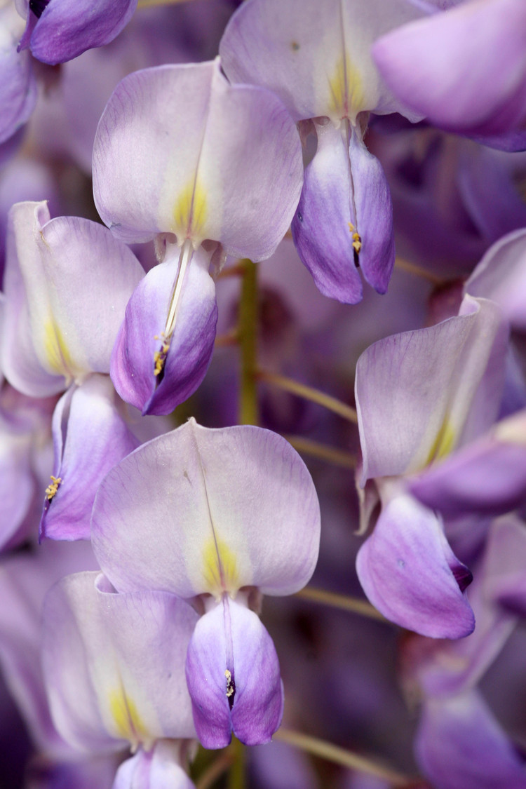 wisteria I