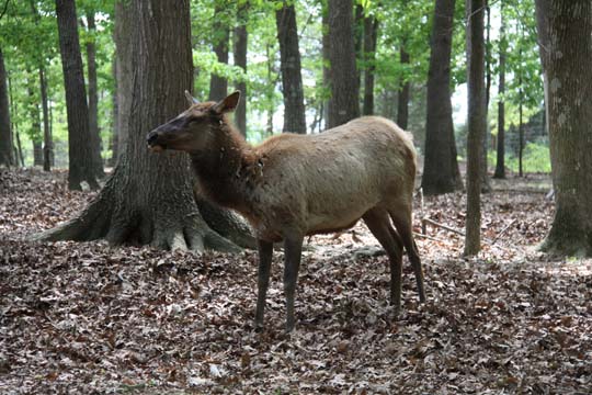 3_de_Molting Elk_ 388