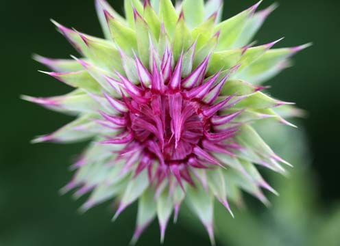 bpu_thistle_ 002