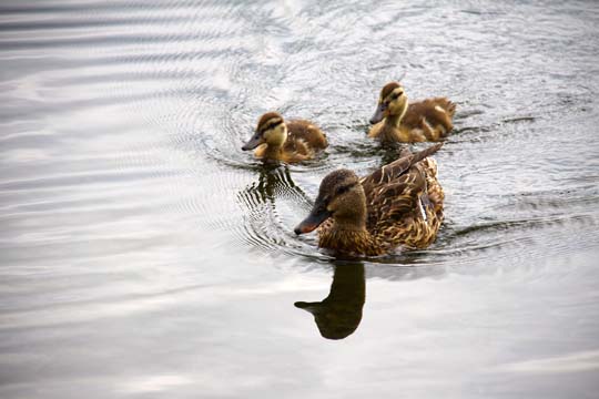 3_bi_Momma and babies_ 041