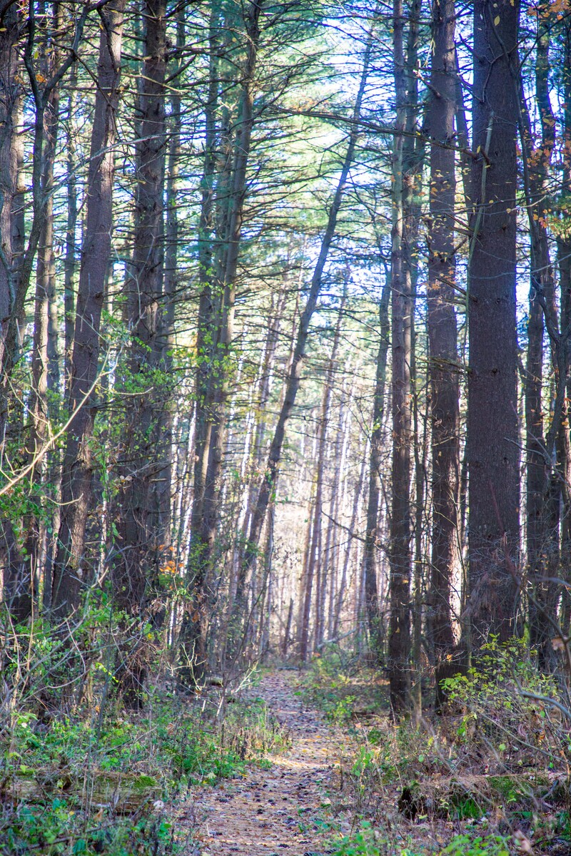 the path at Stinchfield