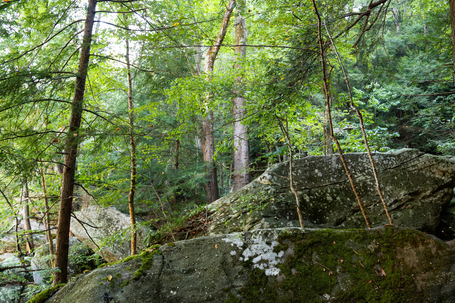 hocking hills woods