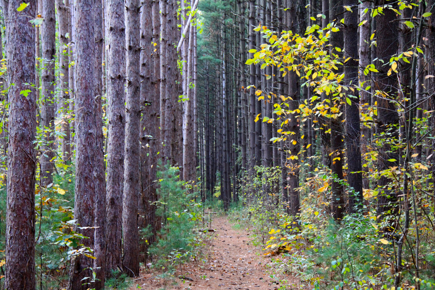 the path between pines