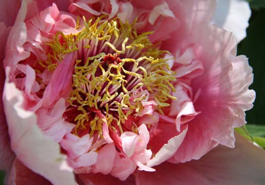 gallery plants _pink