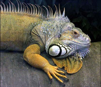 3_rep_Iguana