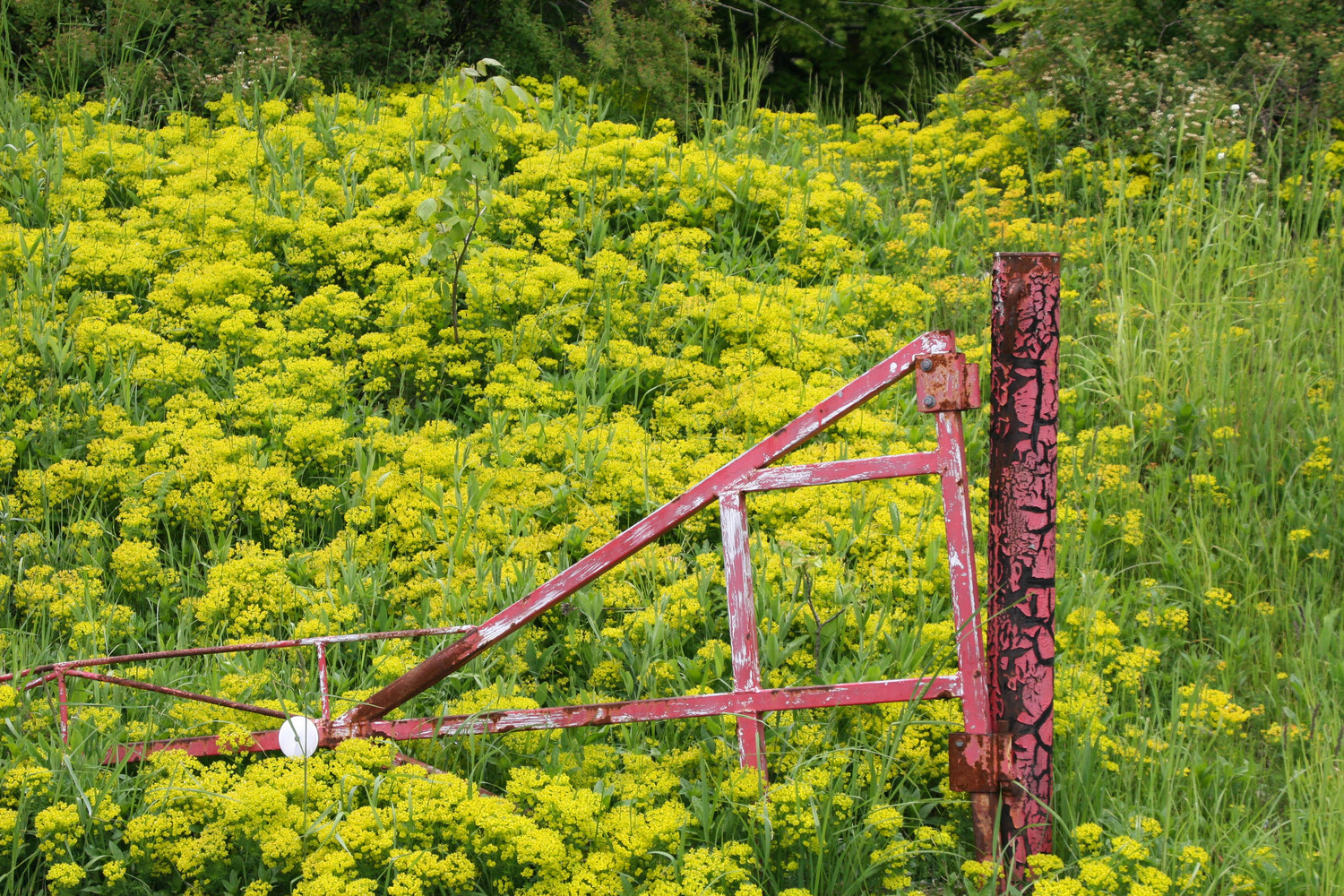 a field of flowers and a broken down gate