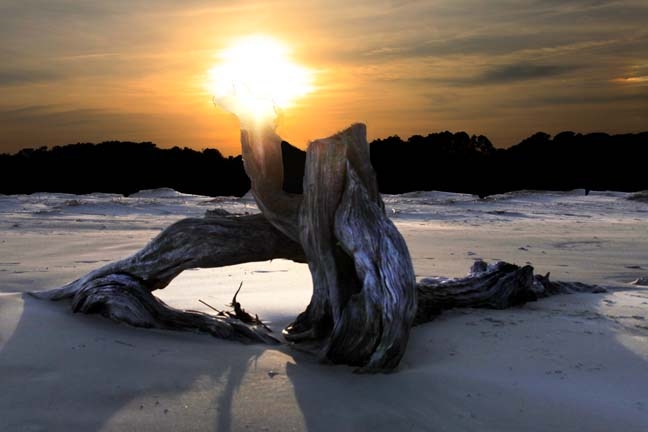 driftwood