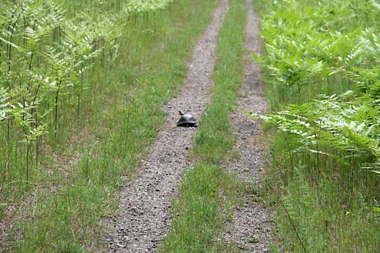 mi_7563  Turtle walking