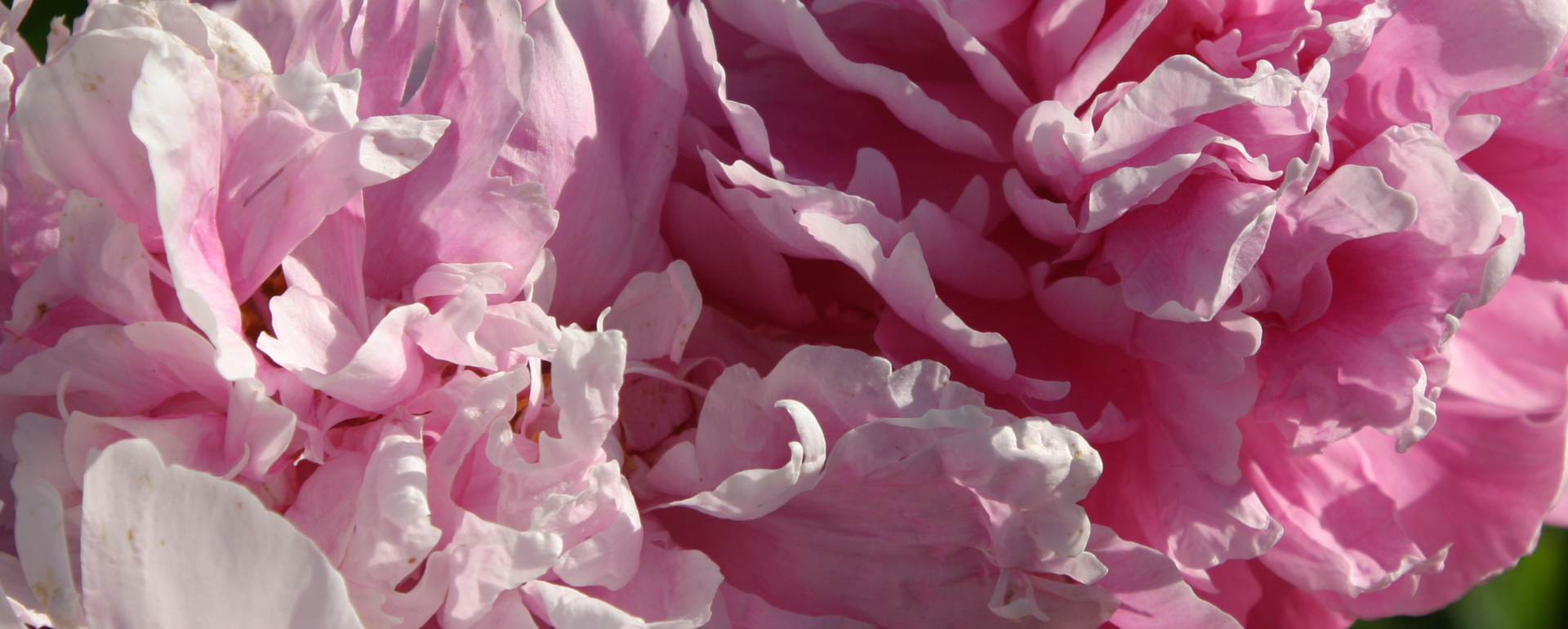 pink peonies