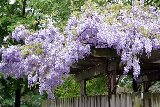 mi_wysteria in A2_5822