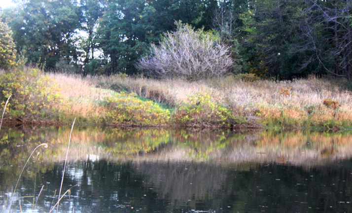 pond reflection_120