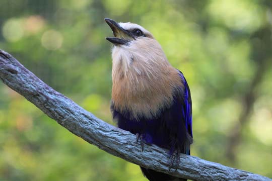 3_bi_kookaburo_3240