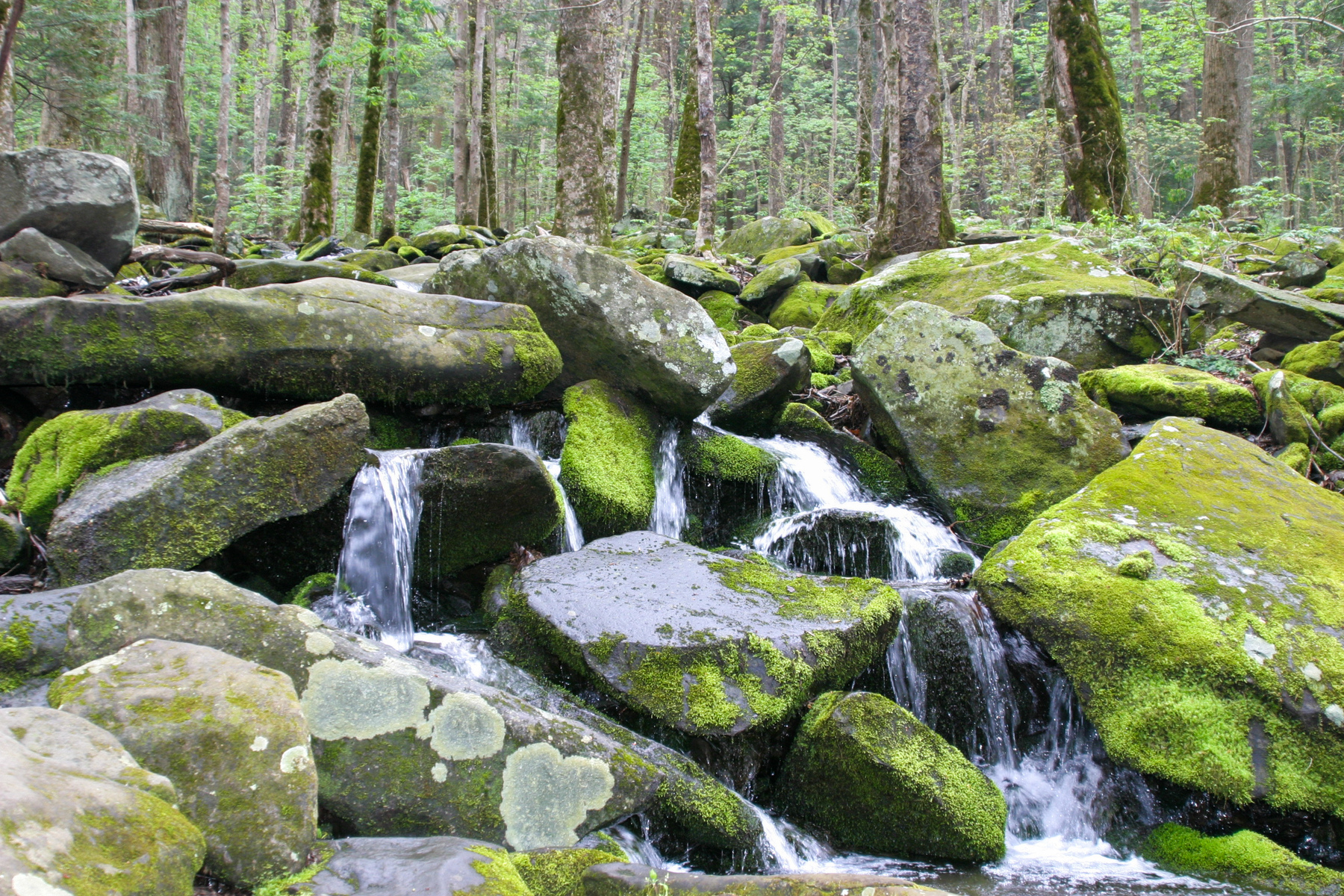 Smokey Mountains moss rocks