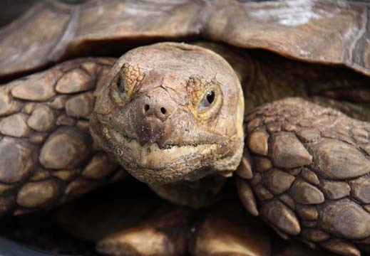 animals reptiles gallery