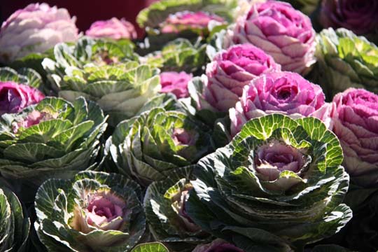 pin_Ornamental Cabbage_3122