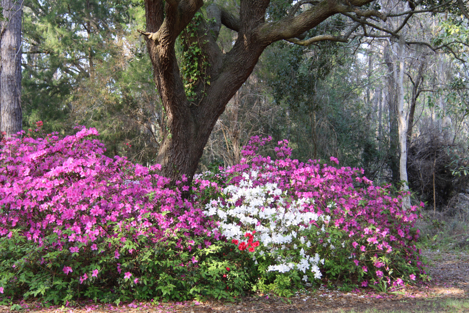 a cluster of azalias