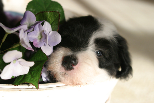 do_puppy in a basket__0304