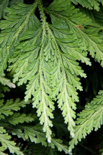 gr_Feathery Fern 060