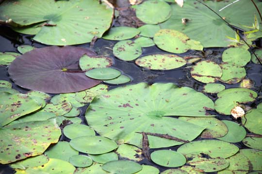 mi_Lilypads_0367