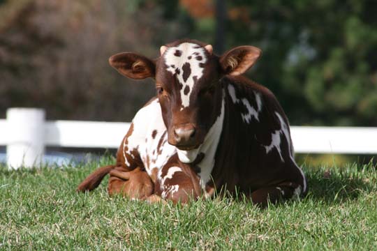 cw_africian_calf