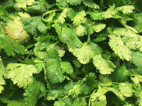 parsley_125