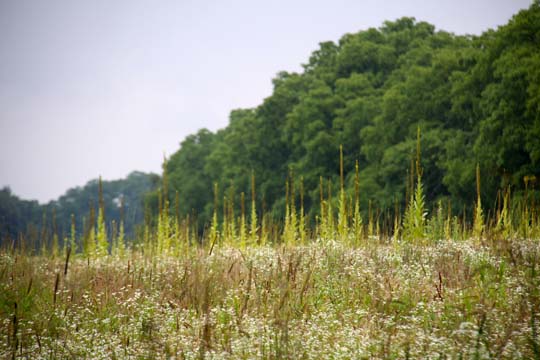 mi_milkweed on the hill_024