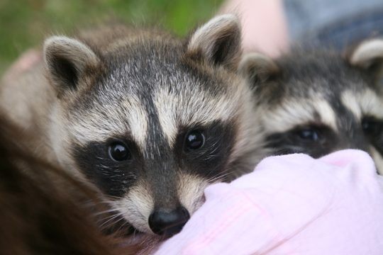 3_rac_raccoon babies_7032