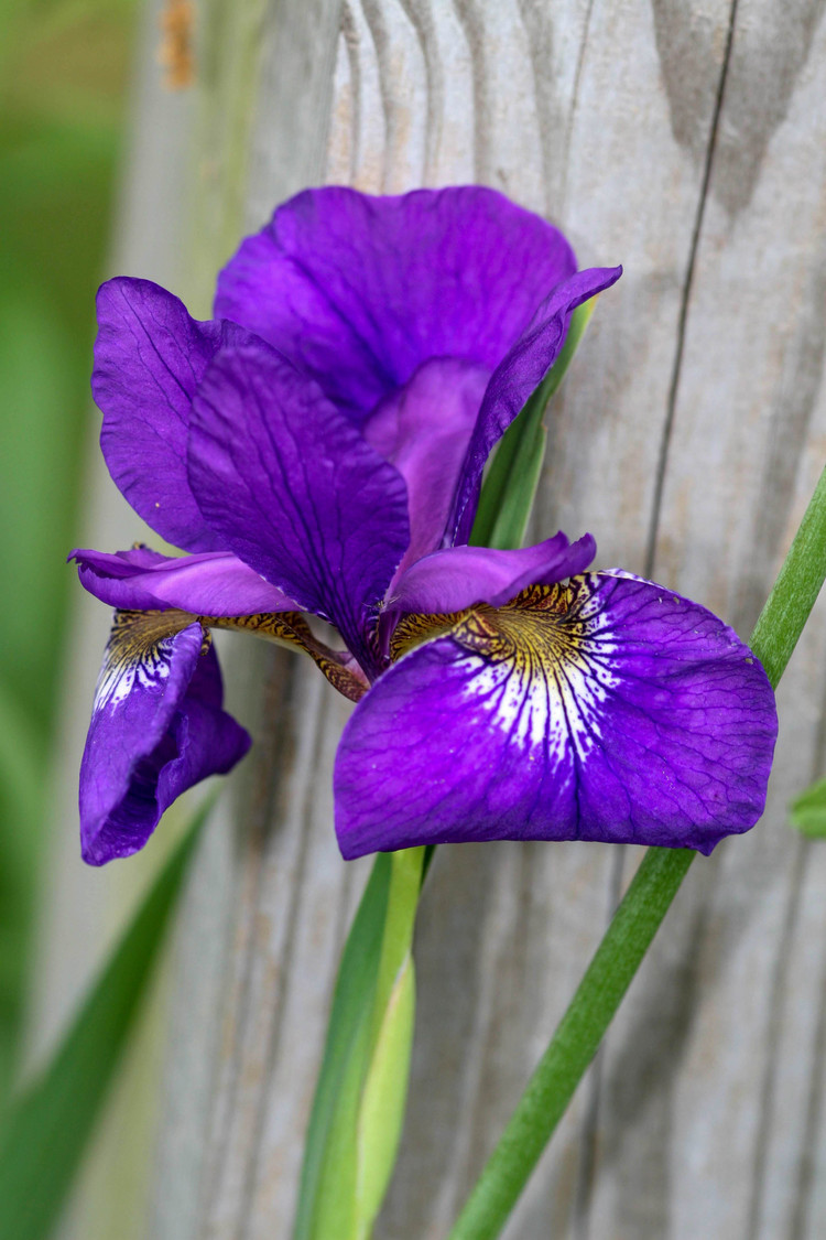 carols iris